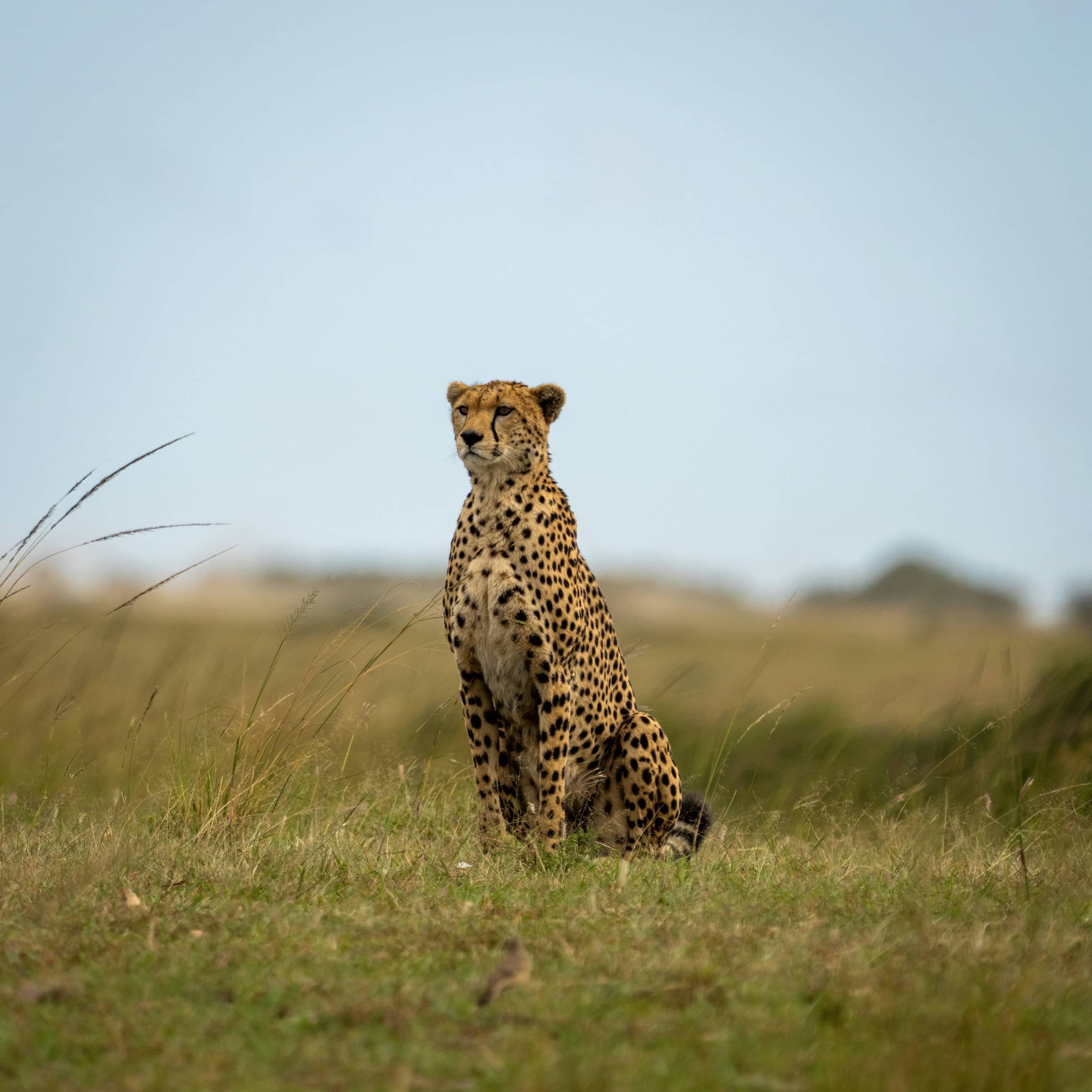 Leopard