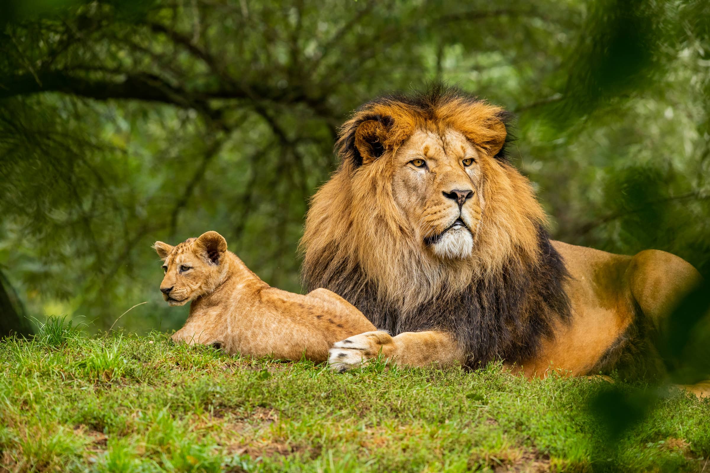 African Safari