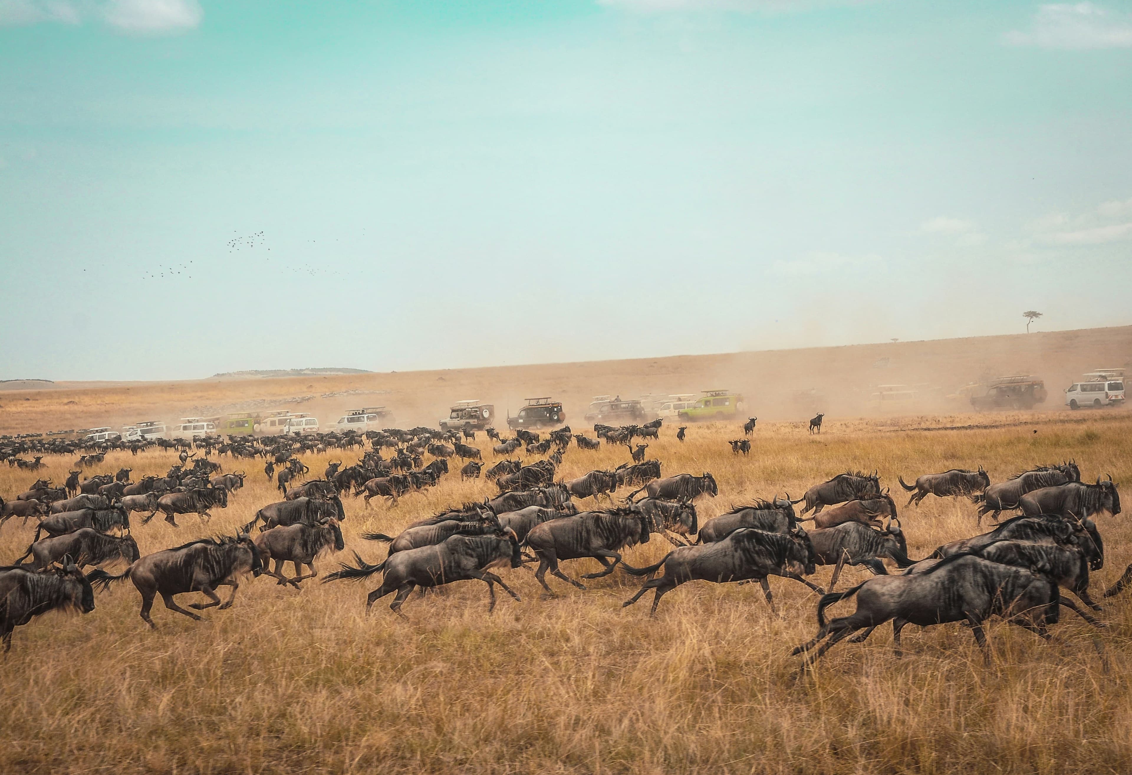 Safari Background