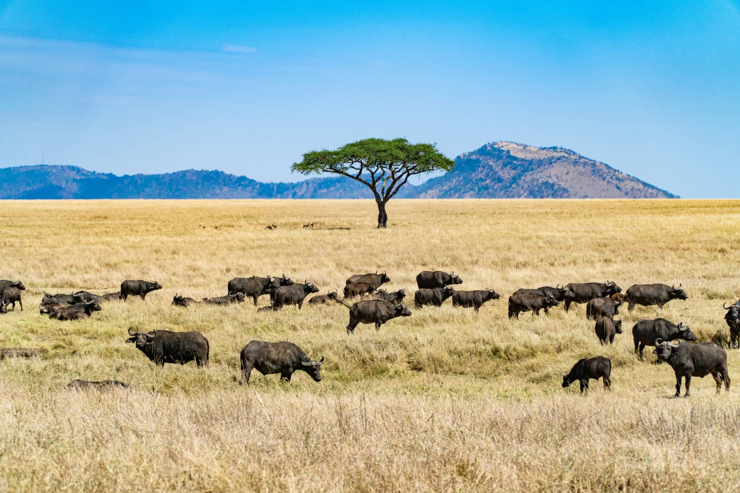 Tanzania