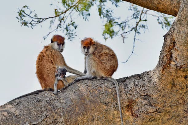 Primate Paradise