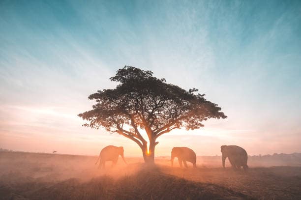 Year-Round Safaris
