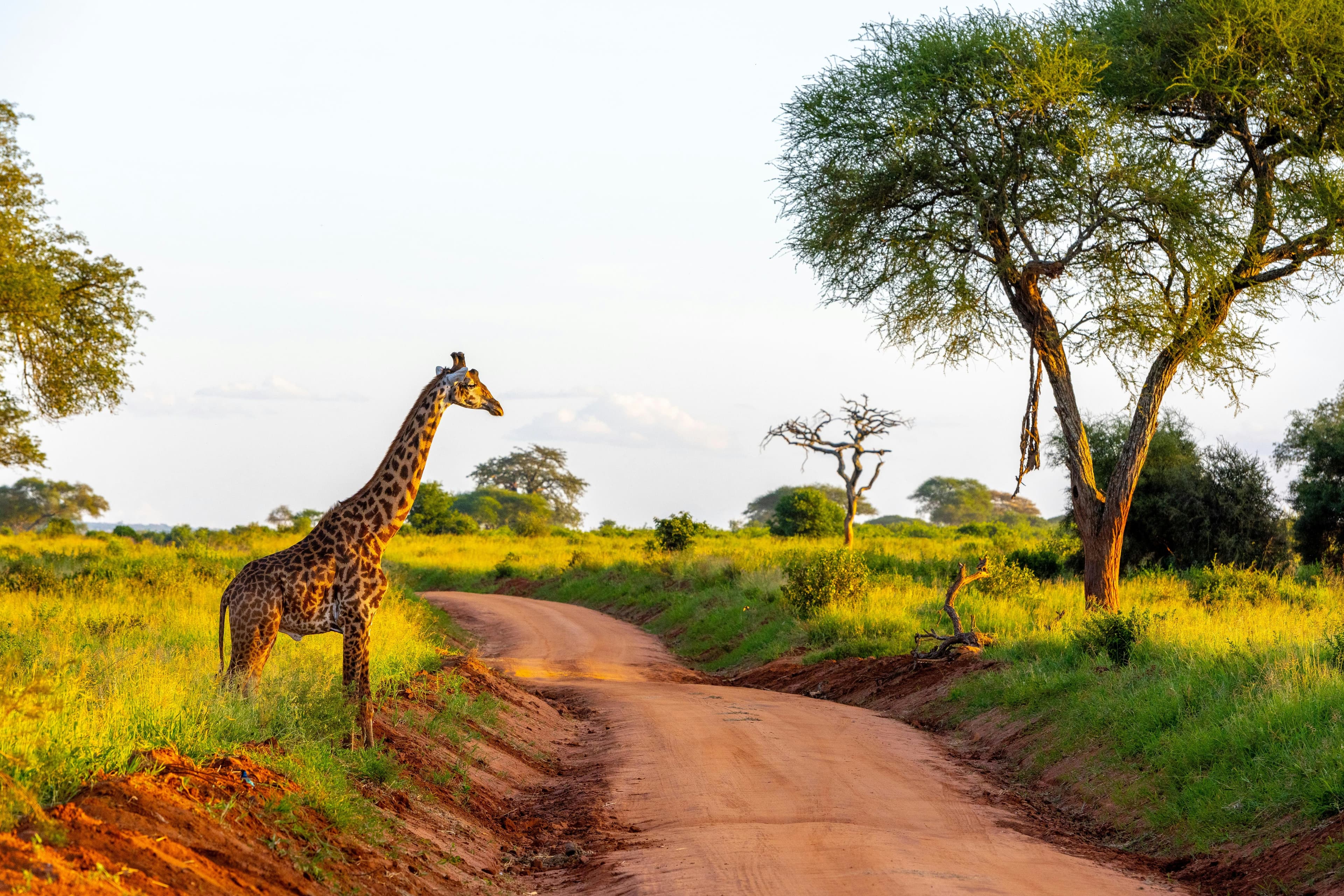 Tanzania