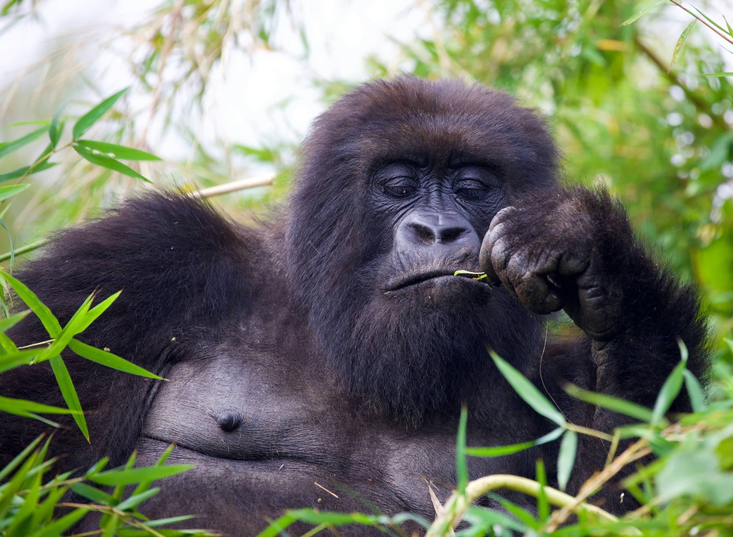 Ultimate Uganda Safari Experience