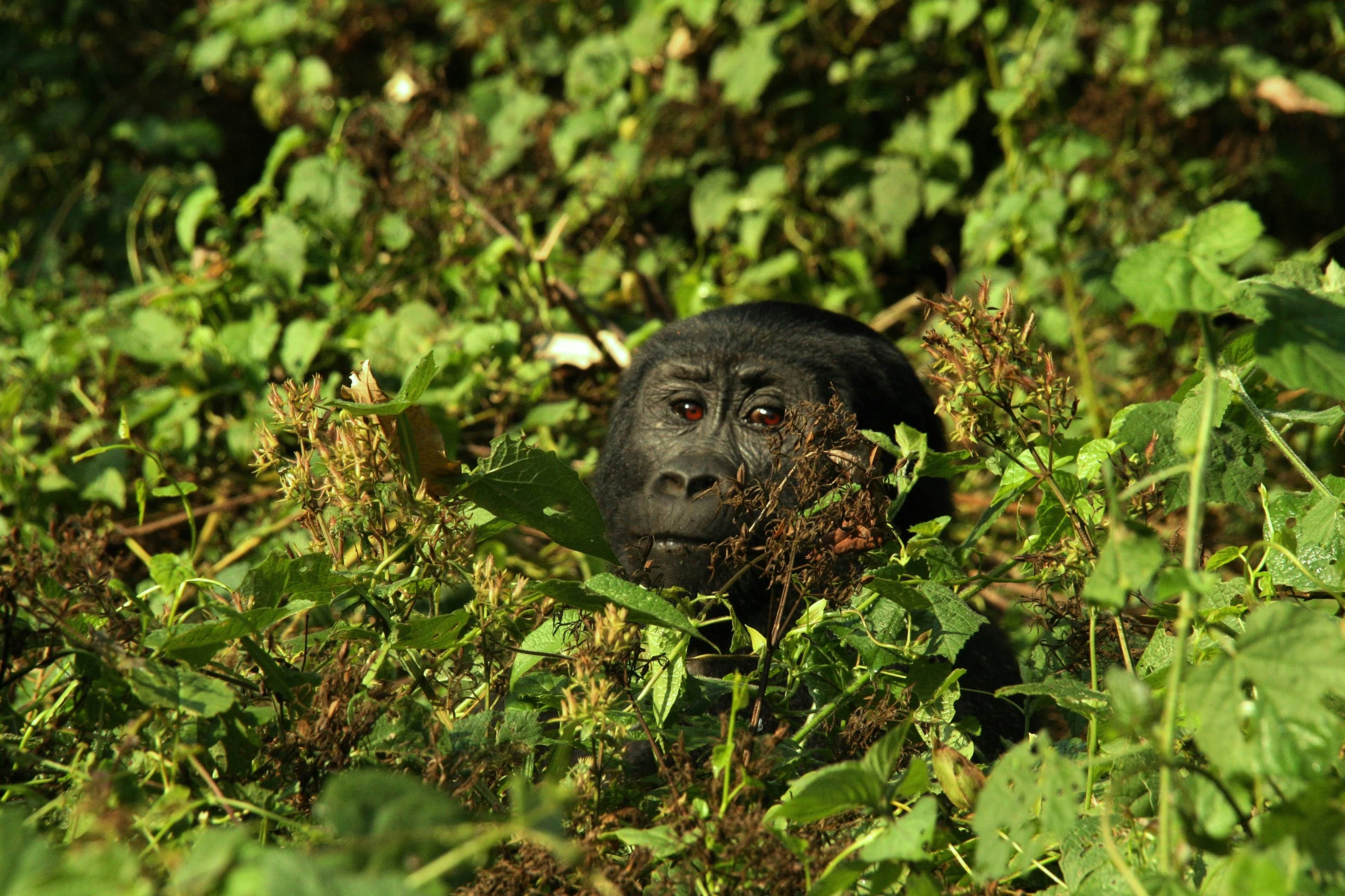 Uganda